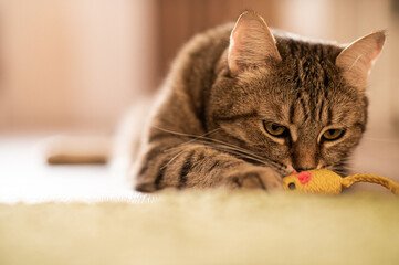 Cat  play with mouse