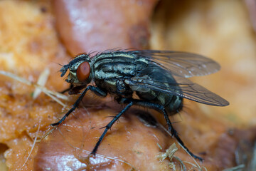 Housefly close up Macro shot. The housefly is a fly of the suborder Cyclorrhapha, and has spread...