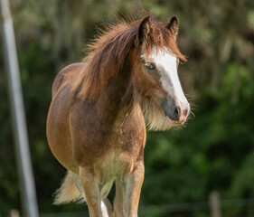 Obraz premium Gypsy horse foal at liberty 