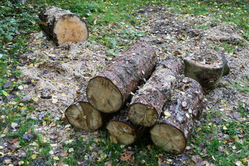 Feuerholz 02