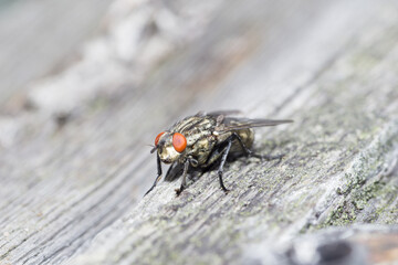 Housefly close up Macro shot. The housefly is a fly of the suborder Cyclorrhapha, and has spread...