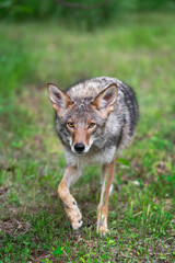 Adult Coyote (Canis latrans) Steps Forward Staring Summer