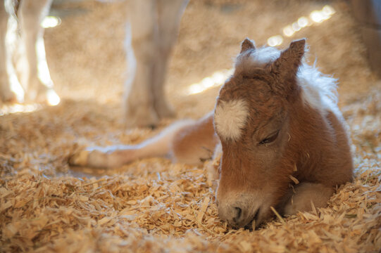 Newborn Miniature horse foal in barn stall lying on shavings
