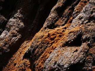 Bark of a Giant Sequoia Tree, Sequoia National Park, California