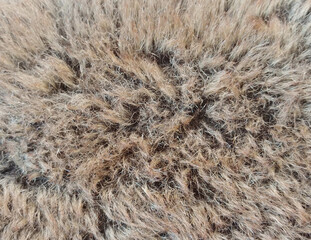 close up of fur texture