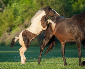Obraz na płótnie Canvas Gypsy horse foal mounts mare in play