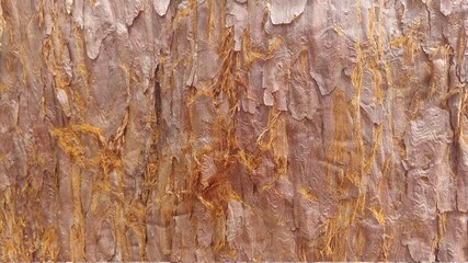 wood texture