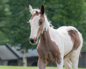 Fototapeta na wymiar Gypsy Vanner horse foal head portrait
