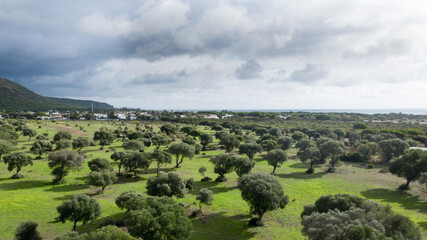 View from above to a green field of olive trees on a cloudy day.
In Caños de Meca, Andalusia,...