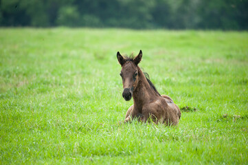 Naklejka na ściany i meble Quarter Horse foal lying in lush green grass paddock 