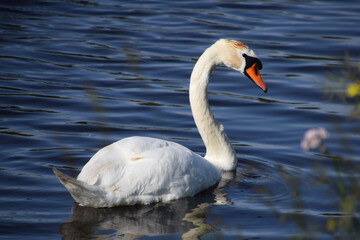 Fototapeta premium Birds (Swan) in the netherlands