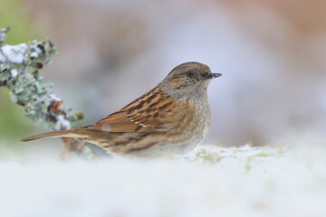 Dunnock sitting on the ground with snow. Wildlife scene from nature. Song bird in the nature habitat. Prunella modularis.