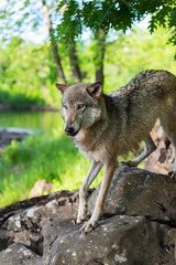 Fototapeta premium Grey Wolf (Canis lupus) Steps Forward Onto Rock Licking Nose Summer