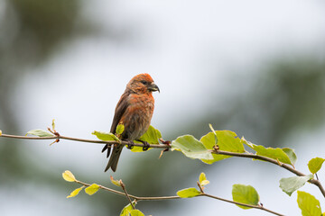 Fichtenkreuzschnabel