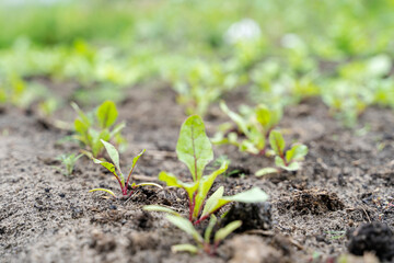 young crop of greenery on the garden plot, the concept of clean products
