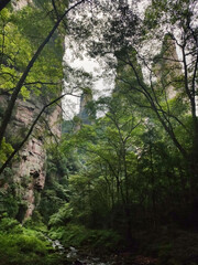 Golden Whip Stream in Zhangjiajie Forest Park. Wulingyuan. UNESCO World Heritage Site. China. Asia
