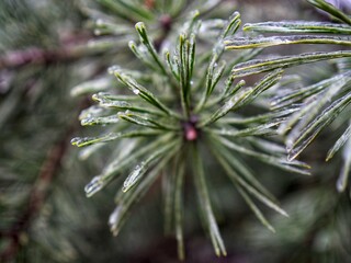 Naklejka na ściany i meble Green pine branches after freezing rain. Nature. Wallpaper