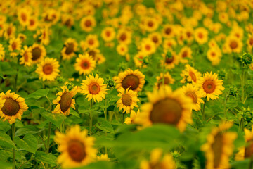 Fototapeta premium Sunflowers blooming in the field