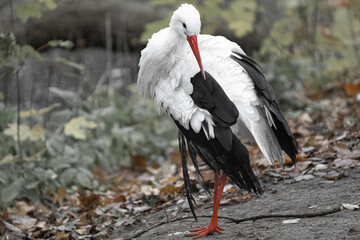 White stork