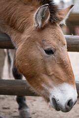 Portrait of a horse