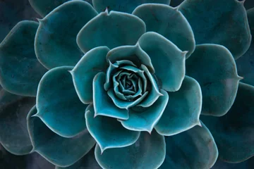 Foto auf Acrylglas Kaktus Nahaufnahme eines blaugrünen Kaktus. Blaugrüne Kaktusblätter. Gezeitengrüner Hintergrund. Tapete mit Kaktuspflanzenmuster.