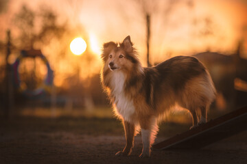 Obraz na płótnie Canvas Shetland shepherd in agility at golden hour, sunset, dog in action, blurry background, bokeh, sport, training