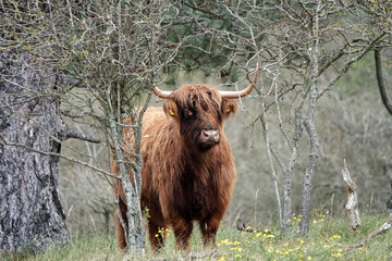 portrait of majestic Scottish Highland Cows in the Netherlands