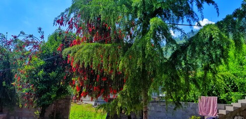 Beautiful flower tree with red flowers