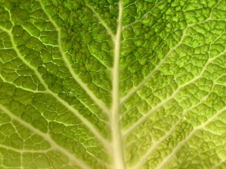 structure of a savoy cabbage leaf