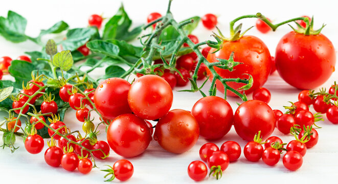 variation of red ripe tomatoes. Healthy eating and nutrition. natural raw fruits close up. Solanum pimpinellifolium (Lycopersicon pimpinellifolium), cherry tomato and common tomatoes. panoramic view