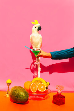 Man hand holding drink against parrot