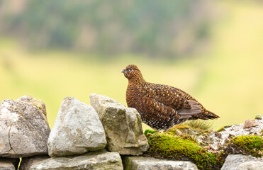 Red Grouse (Scientific name: Lagopus Lagopus) Red Grouse hen, sat on a dry stone wall, facing left.  Clean background.  Horizontal.  Space for copy.