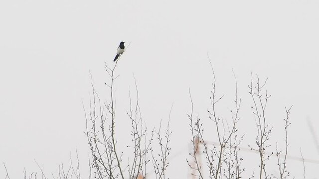 Eurasian magpie or Pica pica is sitting on frozen tree branch. Monochrome colored bird in winter forest.