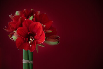 3 stems of Amaryllis blooming in front of a red background - ideal for personalized Christmas cards 