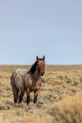 Wild Horse Stallion in the Red Desert Wyoming in Autumn