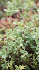 Obraz premium Blurred image out of focus conifer tree background