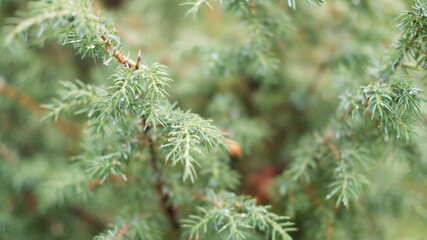 Blurred image out of focus conifer tree background