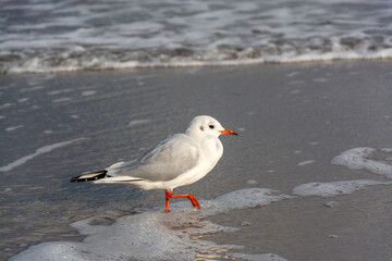 Möwe an der Ostseeküste, Deutschland
