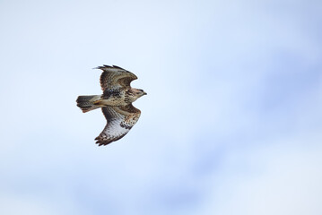Common Buzzard in flight ( Buteo Buteo )	