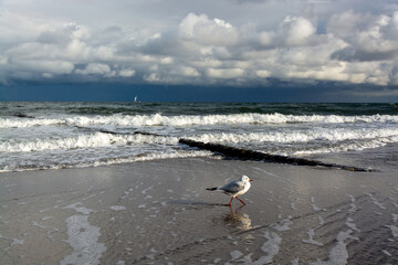 Möwe an der Ostseeküste, Deutschland
