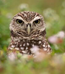 Obraz premium Burrowing Owl in Florida 
