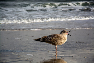 Möwe an der Ostseeküste, Deutschland