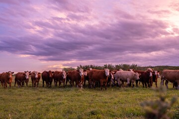 Cows in a field at sunset