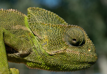 Macro photograph of common european chameleon head looking down to hunt an insect