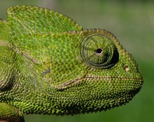 Very detailed close up image of green common chameleon, endemic in south Spain looking at the camera