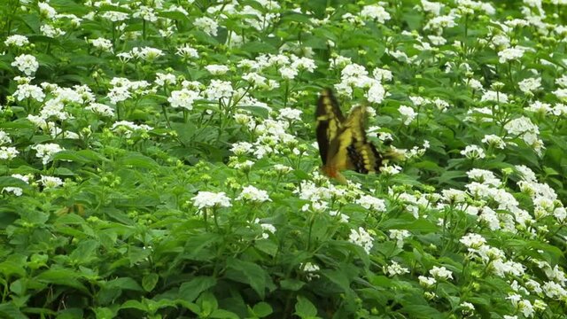 Black and Yellow butterfly on lantana camara garden. king Swallowtail or Thoas swallowtail.