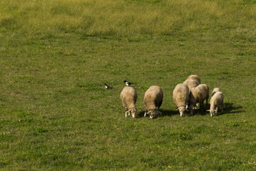 sheep graze and the bird watches
