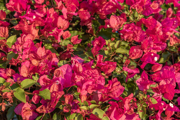 Fototapeta premium Close-up of the pink flowers of the Mediterranean plant Bougainvillea
