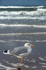 Möwe an der Ostseeküste, Deutschland