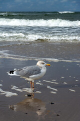 Möwe an der Ostseeküste, Deutschland
